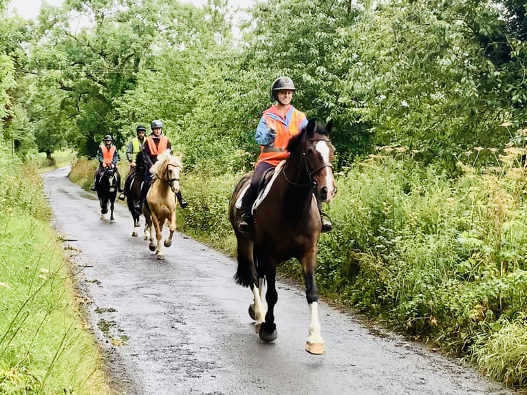 Irish Sport Horse Stute 15 Jahre 168 cm Brauner in Mountrath
