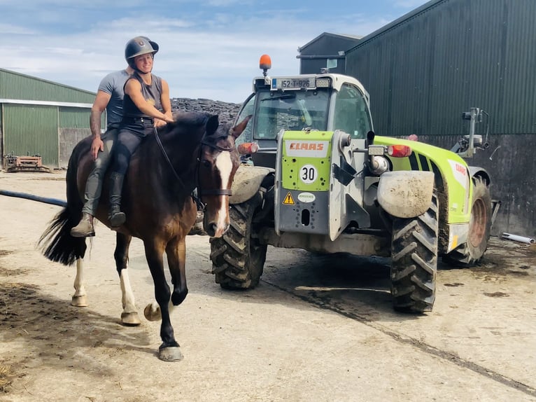 Irish Sport Horse Stute 15 Jahre 168 cm Brauner in Mountrath