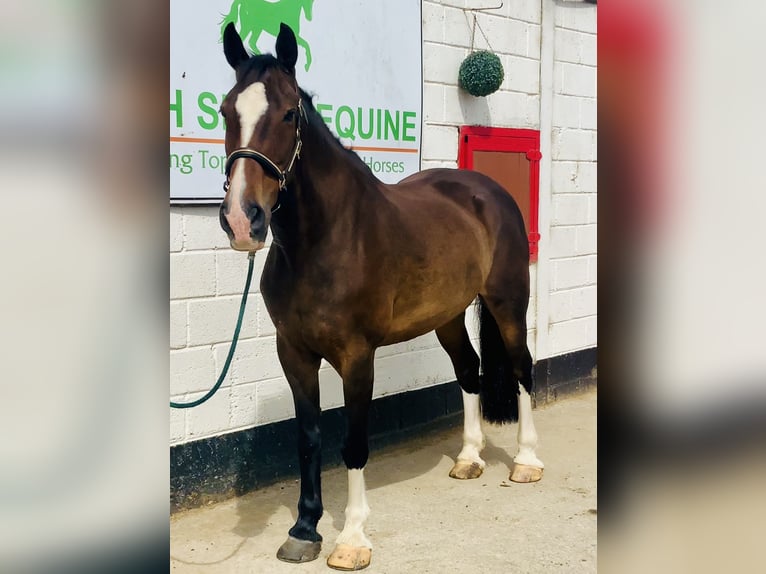 Irish Sport Horse Stute 15 Jahre 168 cm Brauner in Mountrath