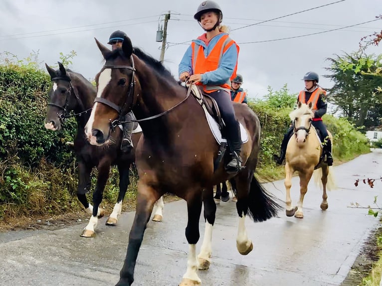 Irish Sport Horse Stute 15 Jahre 168 cm Brauner in Mountrath