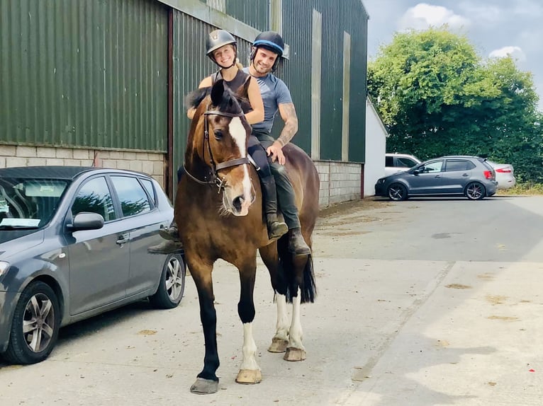 Irish Sport Horse Stute 15 Jahre 168 cm Brauner in Mountrath