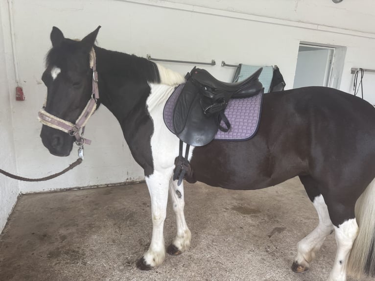 Irish Sport Horse Stute 16 Jahre 143 cm Schecke in Adelsheim