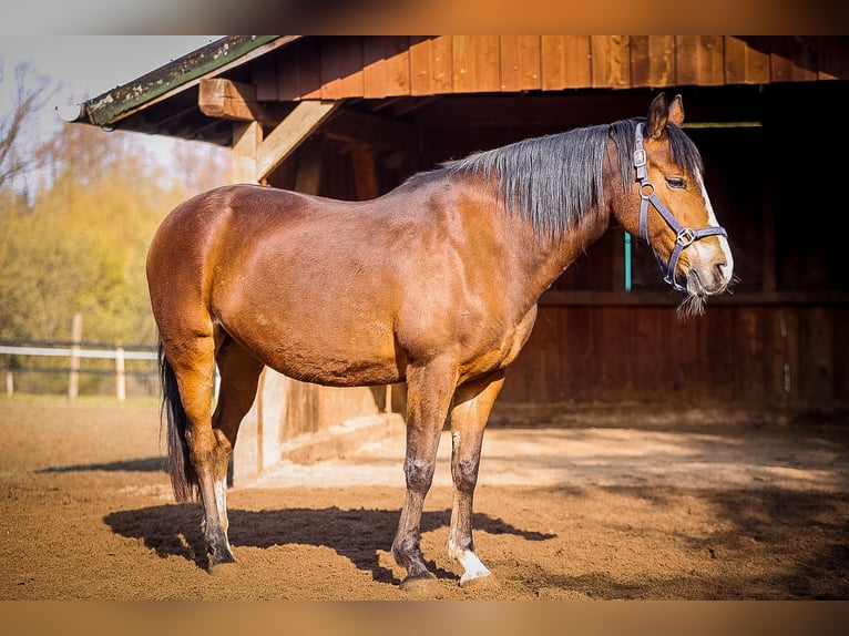 Irish Sport Horse Stute 16 Jahre 151 cm Brauner in Much
