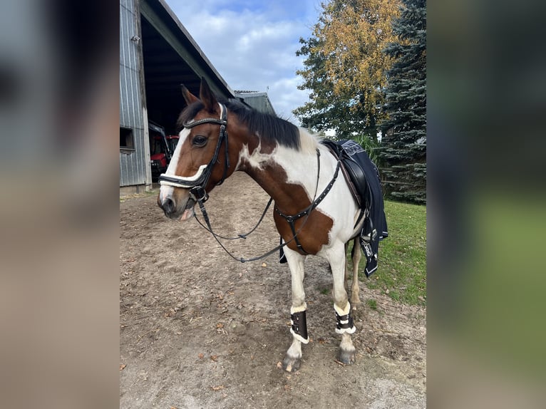 Irish Sport Horse Stute 16 Jahre 157 cm Schecke in Heide