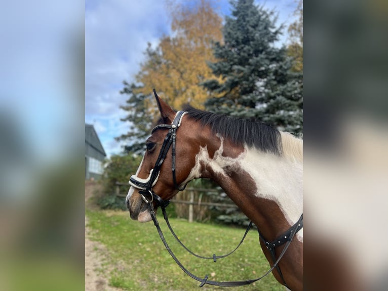 Irish Sport Horse Stute 16 Jahre 157 cm Schecke in Heide