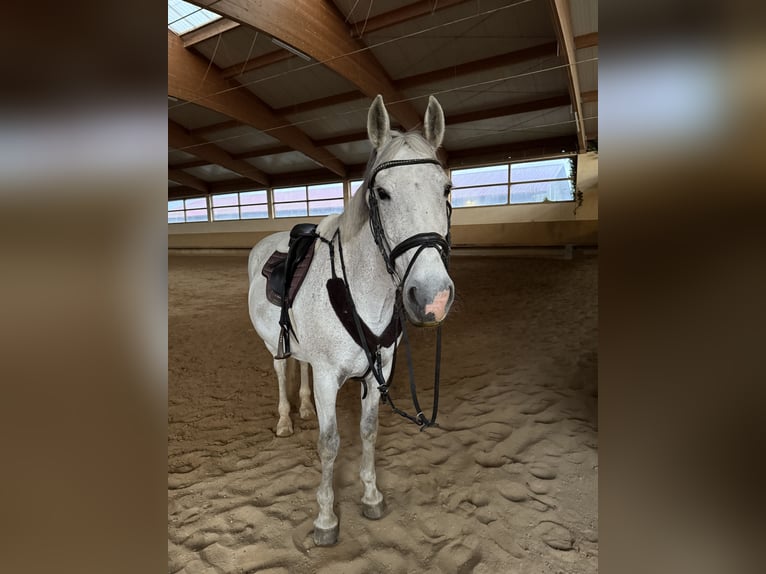 Irish Sport Horse Stute 16 Jahre 158 cm Schimmel in Ottenhofen