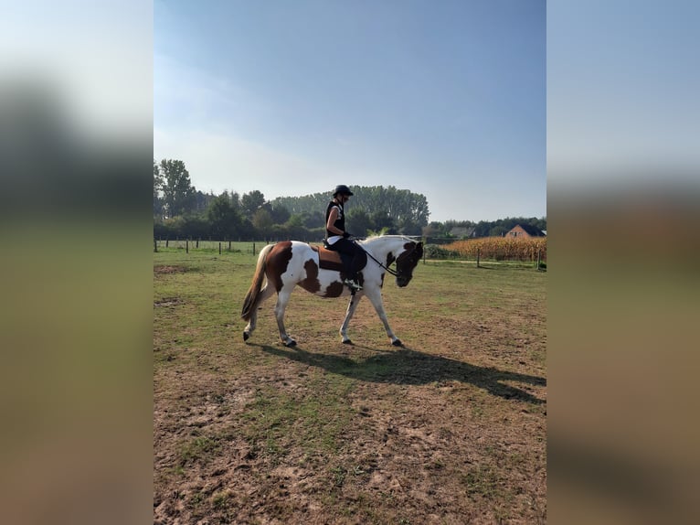 Irish Sport Horse Stute 16 Jahre 160 cm Schecke in Koersel