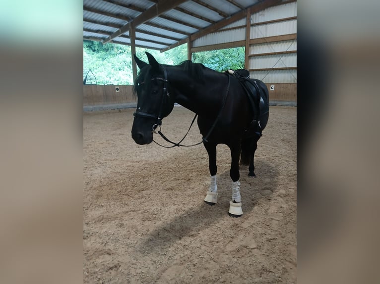 Irish Sport Horse Stute 16 Jahre 162 cm Rappe in Ebersbach an der Fils