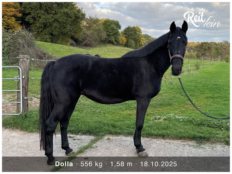 Irish Sport Horse Stute 16 Jahre 162 cm Rappe in Ebersbach an der Fils