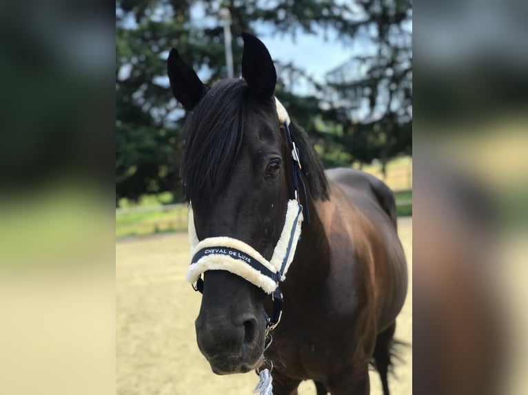 Irish Sport Horse Stute 16 Jahre 162 cm Rappe in Ebersbach an der Fils