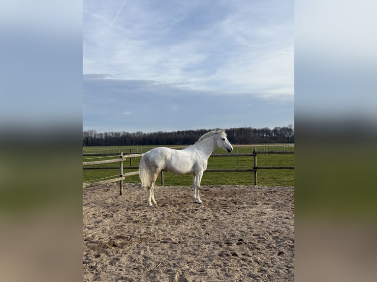 Irish Sport Horse Stute 16 Jahre 165 cm Schimmel in Neuss