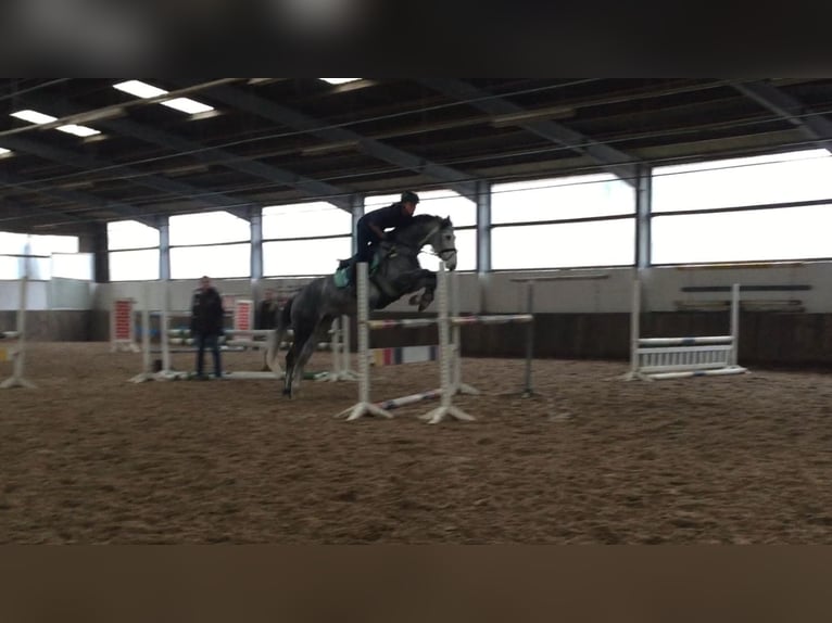 Irish Sport Horse Stute 16 Jahre 165 cm Schimmel in Neuss