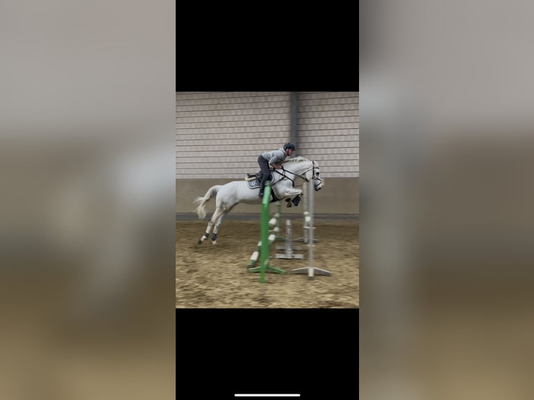 Irish Sport Horse Stute 16 Jahre 165 cm Schimmel in Neuss