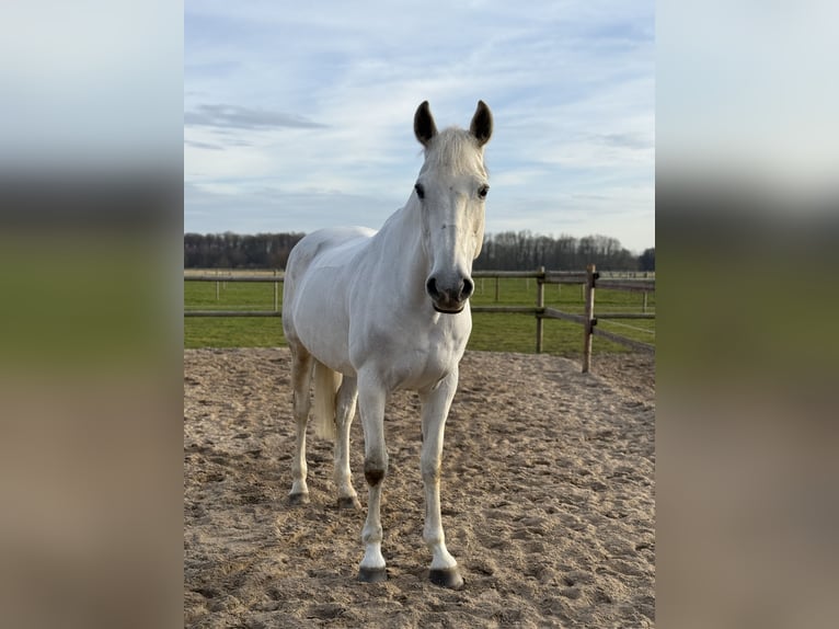 Irish Sport Horse Stute 16 Jahre 165 cm Schimmel in Neuss