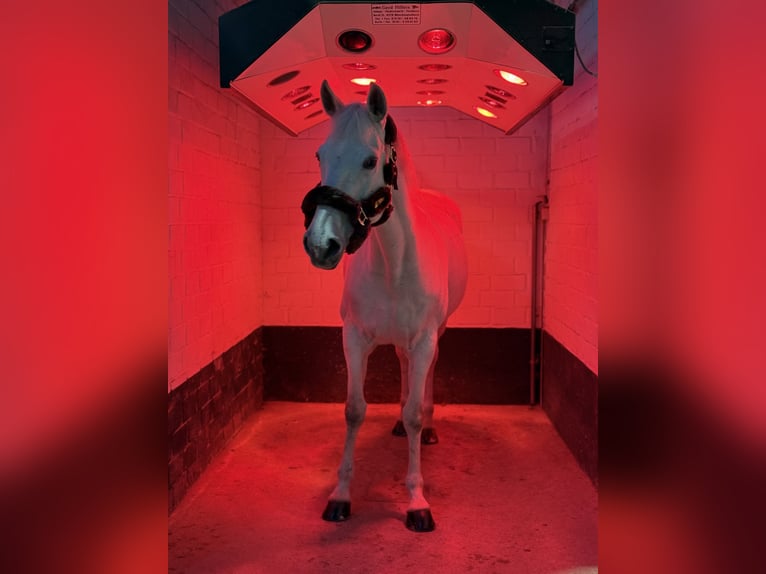 Irish Sport Horse Stute 16 Jahre 165 cm Schimmel in Neuss