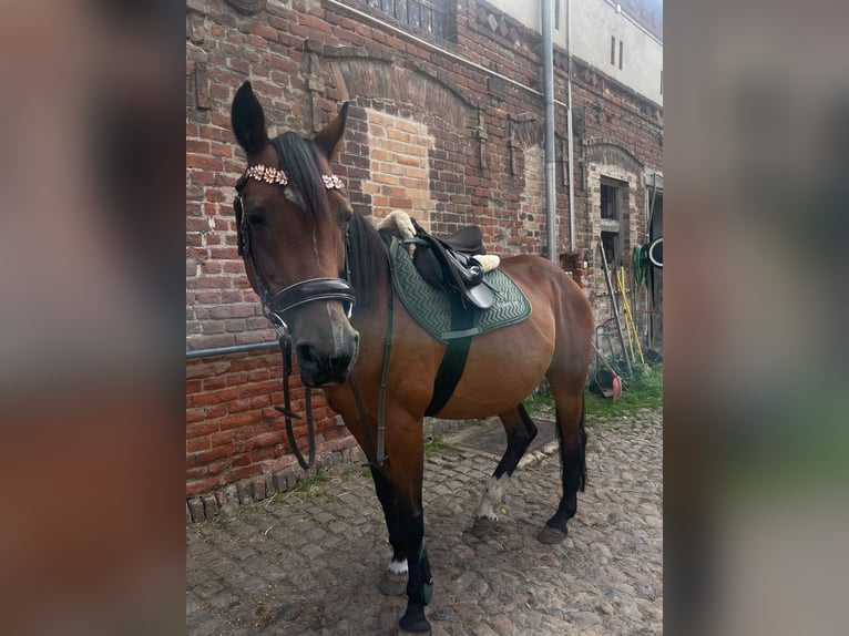 Irish Sport Horse Stute 17 Jahre 154 cm Brauner in Blankenfelde