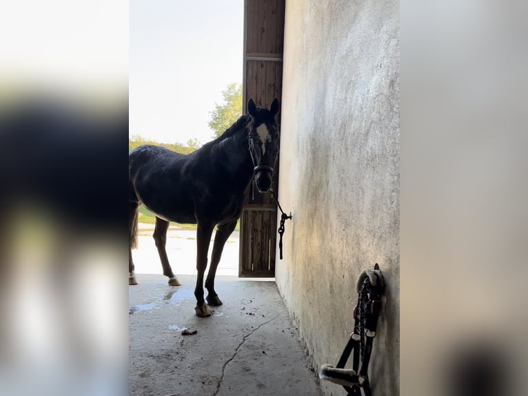 Irish Sport Horse Stute 17 Jahre 160 cm Rotschimmel in Konstanz