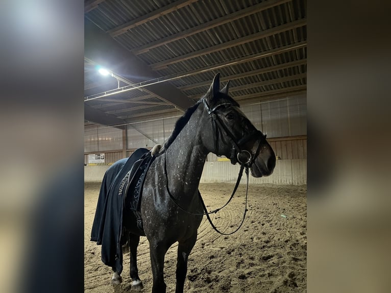 Irish Sport Horse Stute 17 Jahre 160 cm Rotschimmel in Konstanz