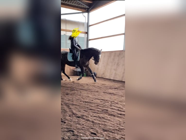 Irish Sport Horse Stute 17 Jahre 160 cm Rotschimmel in Konstanz
