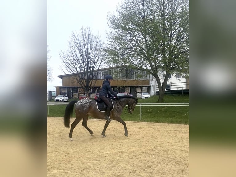 Irish Sport Horse Stute 17 Jahre 160 cm Rotschimmel in Konstanz