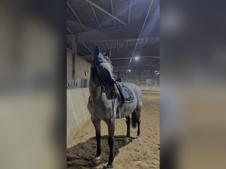 Irish Sport Horse Stute 17 Jahre 160 cm Rotschimmel in Konstanz