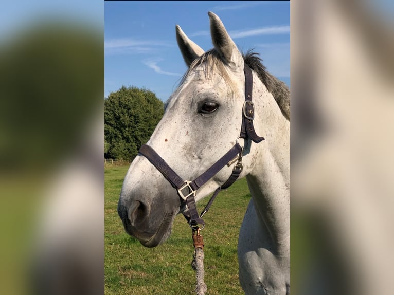Irish Sport Horse Stute 17 Jahre 163 cm Schimmel in Burgwedel Irish Sport Horse Stute 17 Jahre 163 cm Schimmel in Burgwedel