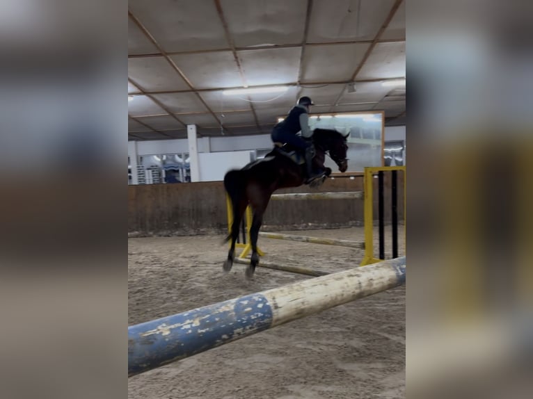 Irish Sport Horse Stute 17 Jahre 165 cm Brauner in Teupitz