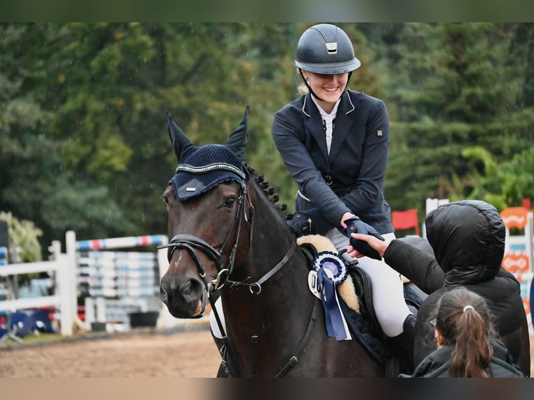 Irish Sport Horse Stute 17 Jahre 165 cm Brauner in Teupitz