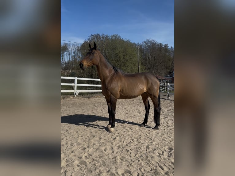 Irish Sport Horse Stute 17 Jahre 165 cm Dunkelbrauner in Gro&#xDF;almerode