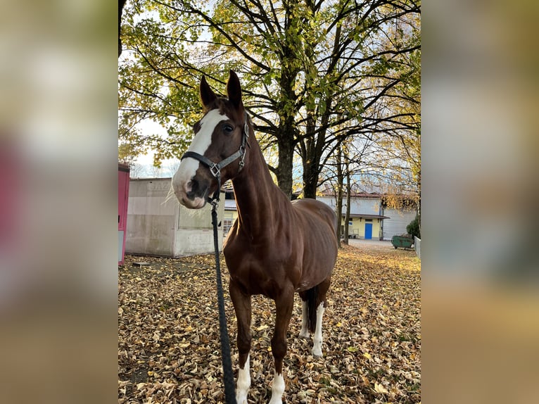 Irish Sport Horse Stute 17 Jahre 165 cm Fuchs in Schwaigern