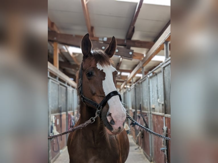 Irish Sport Horse Stute 17 Jahre 165 cm Fuchs in Schwaigern