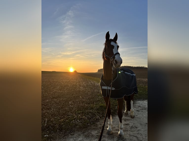 Irish Sport Horse Stute 17 Jahre 165 cm Fuchs in Schwaigern