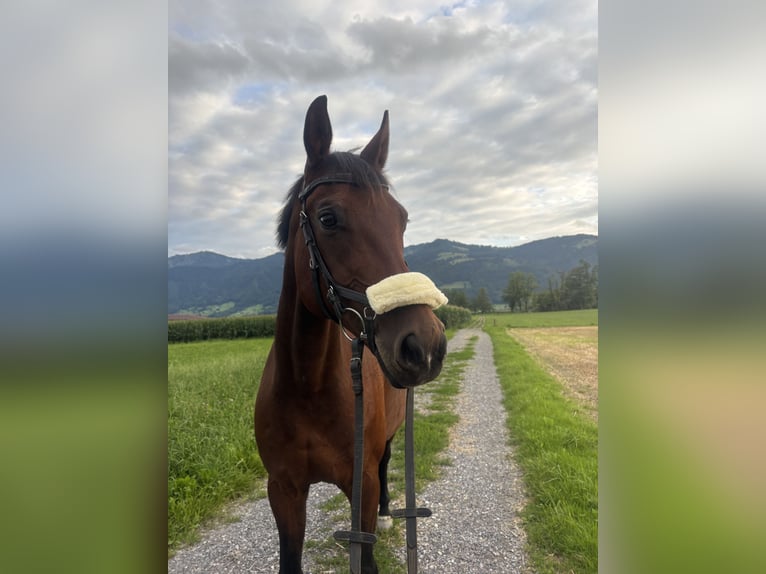 Irish Sport Horse Stute 17 Jahre in Benken SG