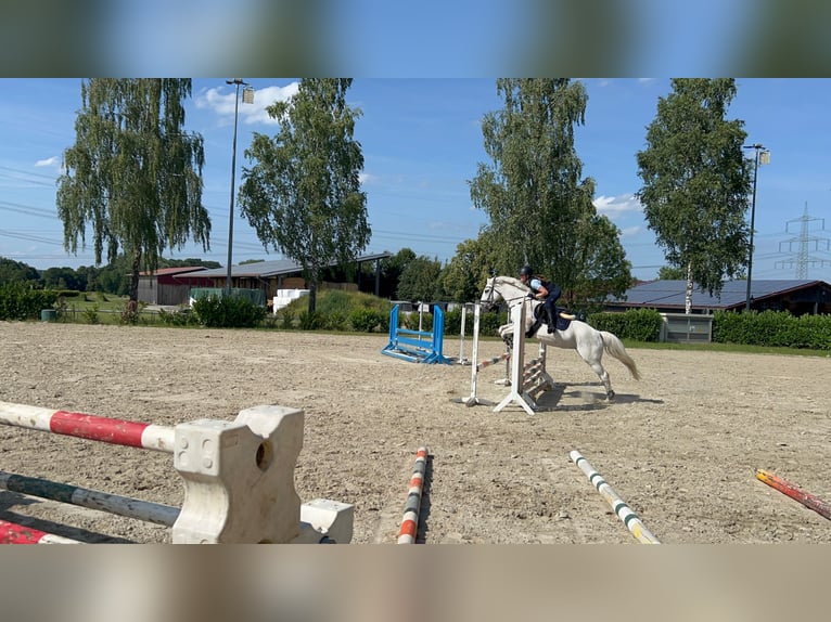 Irish Sport Horse Mix Stute 18 Jahre 143 cm Schimmel in Werne