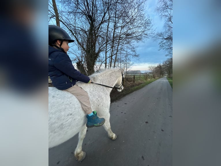 Irish Sport Horse Mix Stute 18 Jahre 143 cm Schimmel in Werne