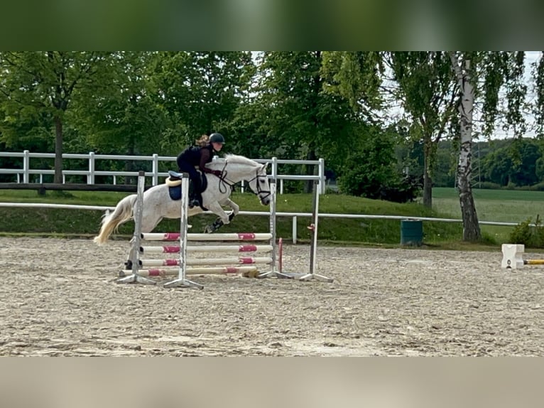 Irish Sport Horse Mix Stute 18 Jahre 143 cm Schimmel in Werne