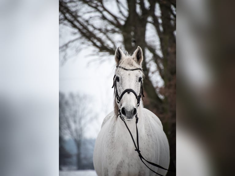 Irish Sport Horse Stute 18 Jahre 150 cm Schimmel in Drebber