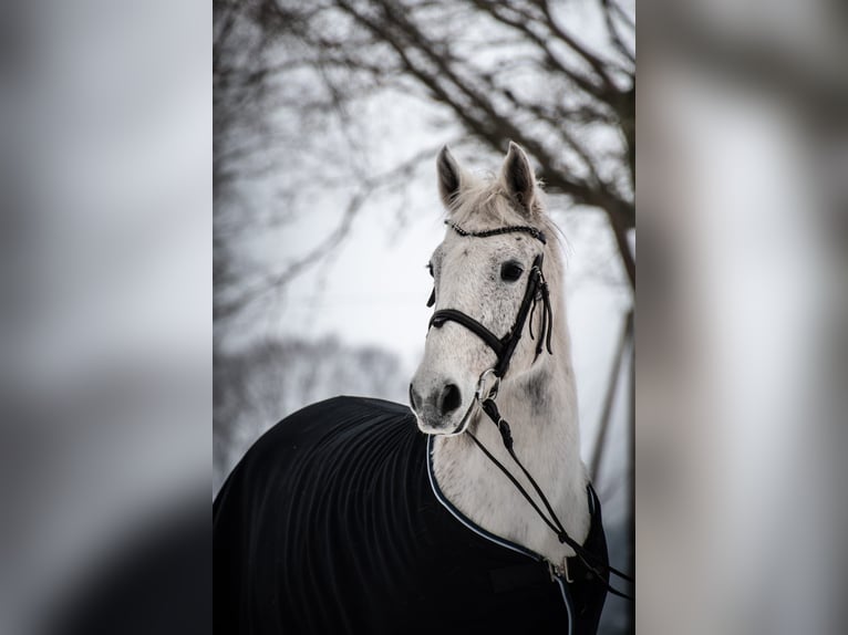 Irish Sport Horse Stute 18 Jahre 150 cm Schimmel in Drebber