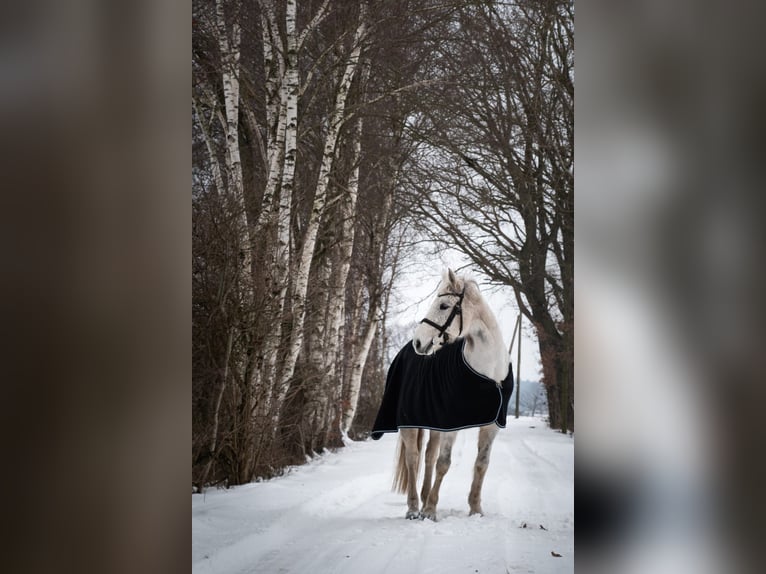 Irish Sport Horse Stute 18 Jahre 150 cm Schimmel in Drebber