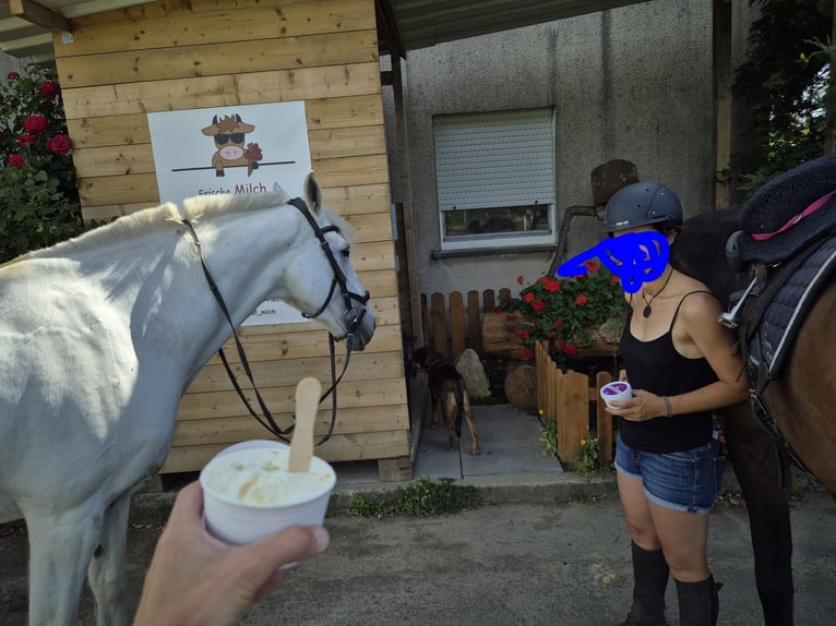 Irish Sport Horse Stute 18 Jahre 157 cm Schimmel in Ditzingen