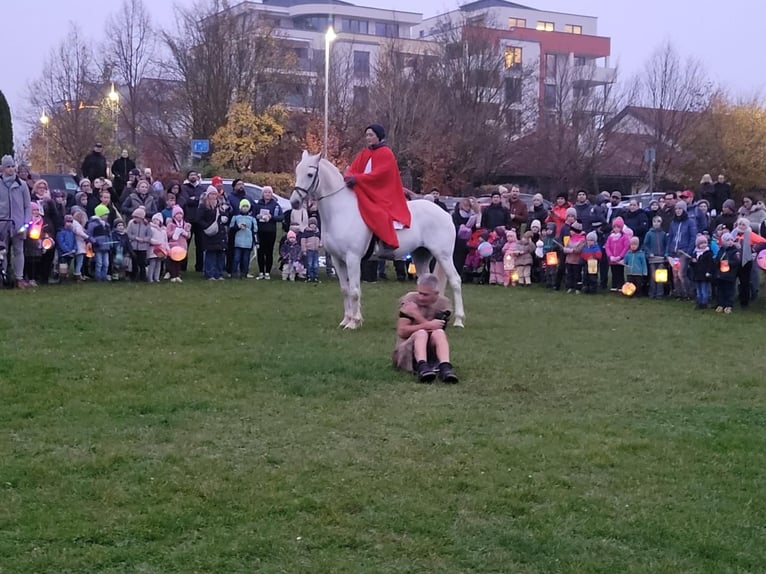 Irish Sport Horse Stute 18 Jahre 157 cm Schimmel in Ditzingen