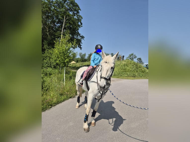 Irish Sport Horse Stute 18 Jahre 157 cm Schimmel in Ditzingen
