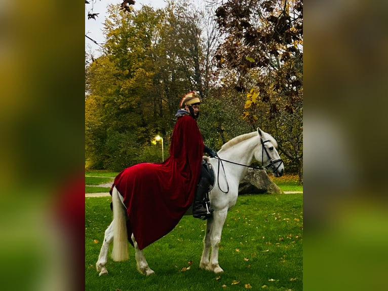 Irish Sport Horse Stute 18 Jahre 157 cm Schimmel in Ditzingen