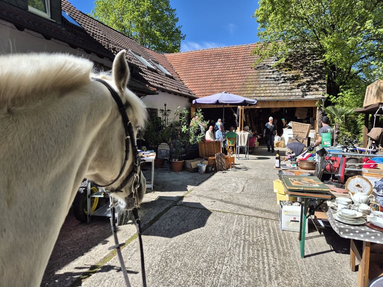 Irish Sport Horse Stute 18 Jahre 157 cm Schimmel in Ditzingen