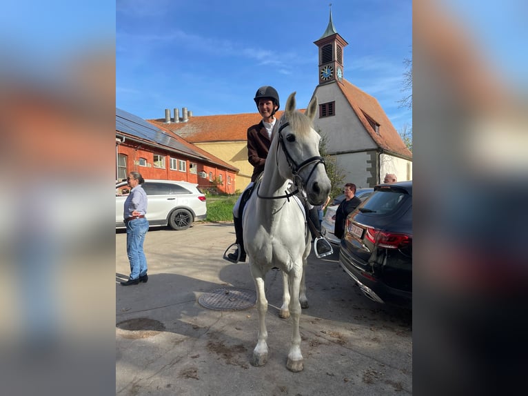 Irish Sport Horse Stute 18 Jahre 157 cm Schimmel in Ditzingen