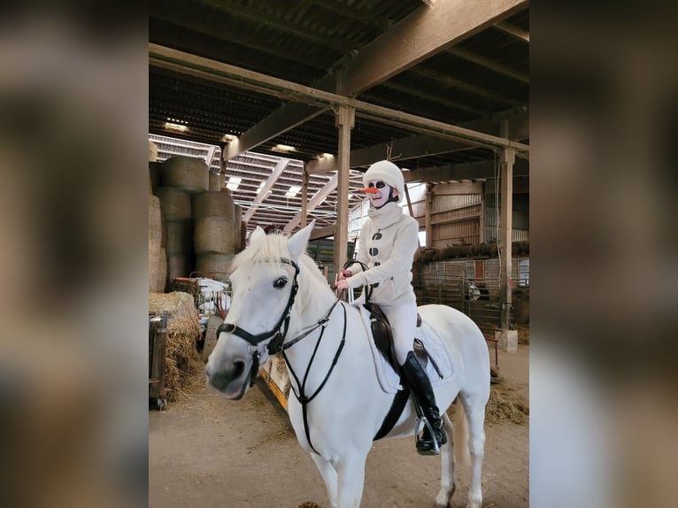 Irish Sport Horse Stute 18 Jahre 157 cm Schimmel in Ditzingen