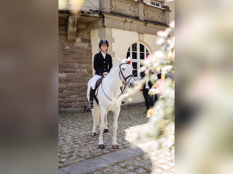 Irish Sport Horse Stute 18 Jahre 157 cm Schimmel in Ditzingen