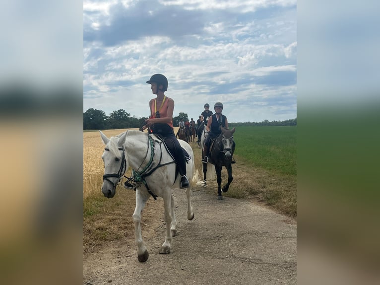 Irish Sport Horse Stute 18 Jahre 157 cm Schimmel in Ditzingen