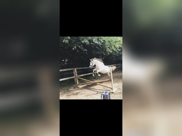 Irish Sport Horse Stute 19 Jahre 160 cm Schimmel in Alfhausen
