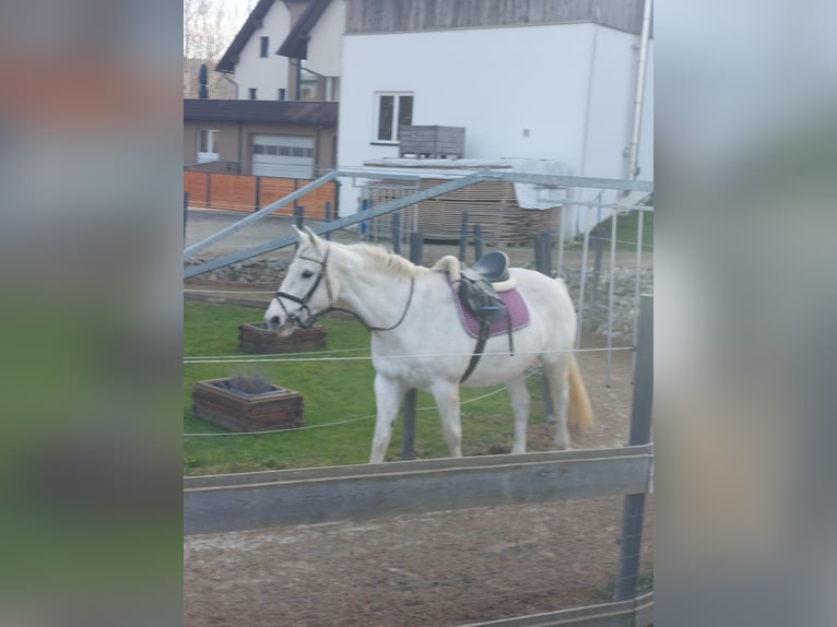 Irish Sport Horse Stute 19 Jahre 163 cm Schimmel in Pöllau
